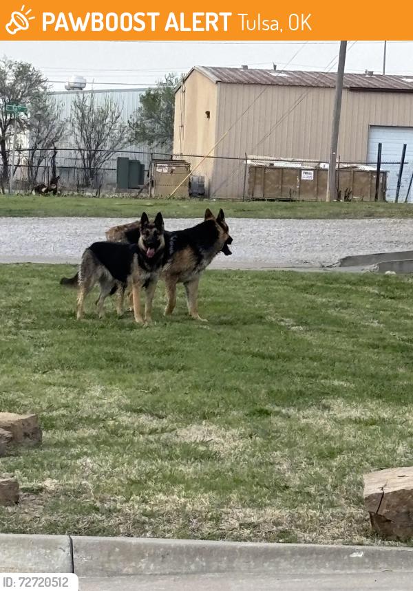 Found/Stray Unknown Dog last seen 61st and garnett, Tulsa, OK 74146