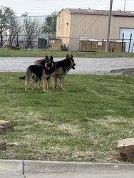 Found/Stray Unknown Dog last seen 61st and garnett, Tulsa, OK 74146