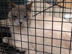 Found/Stray Male Cat last seen w newton and carson.  visalia, Visalia, CA 93291