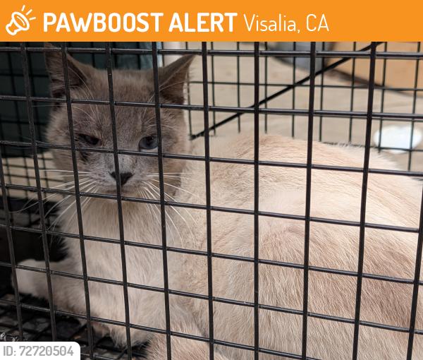 Found/Stray Male Cat last seen w newton and carson.  visalia, Visalia, CA 93291