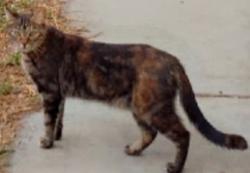 Lost Female Cat last seen Marlay, Fontana, CA 92337