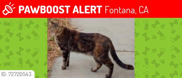 Lost Female Cat last seen Marlay, Fontana, CA 92337
