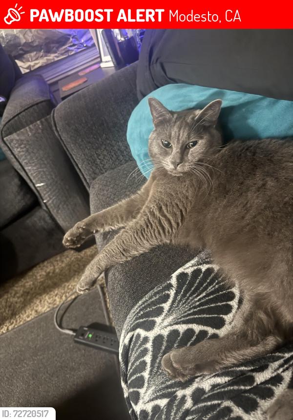Lost Male Cat last seen Rosemore Ave, Modesto, CA 95358