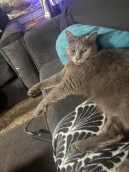 Lost Male Cat last seen Rosemore Ave, Modesto, CA 95358