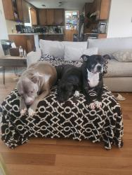 Lost Male Dog last seen Jerry Junkers, Springdale, AR 72762