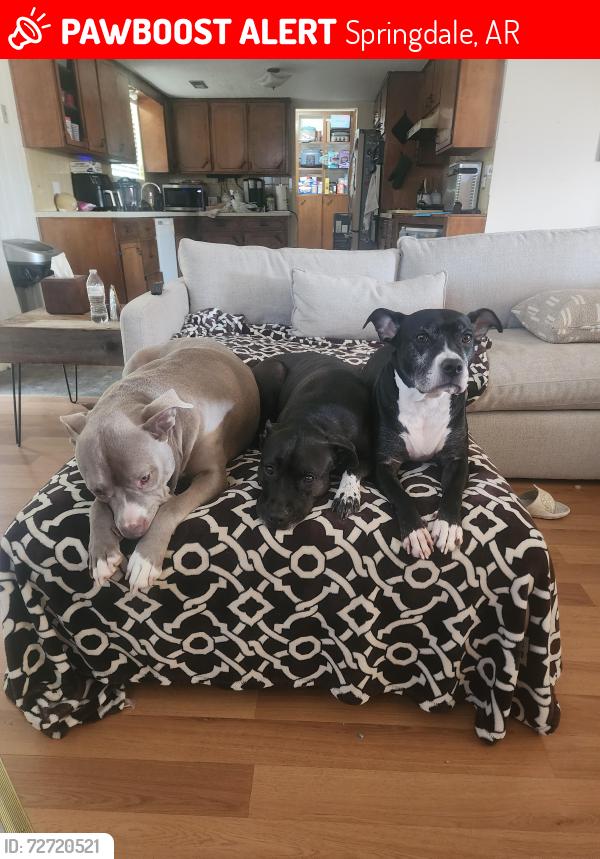Lost Male Dog last seen Jerry Junkers, Springdale, AR 72762