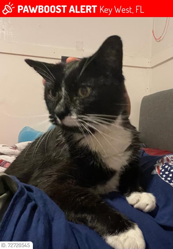 Lost Male Cat last seen Josephine st and Atlantic Blvd, Key West, FL 33040