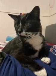 Lost Male Cat last seen Josephine st and Atlantic Blvd, Key West, FL 33040