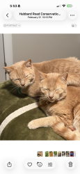 Lost Male Cat last seen Murray Rd, East Bridgewater, MA 02333