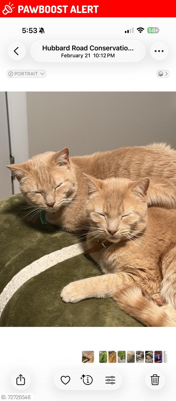 Lost Male Cat last seen Murray Rd, East Bridgewater, MA 02333