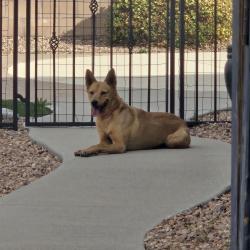 Found/Stray Female Dog last seen Mission Veterinary Clinic, Rio Rancho, NM 87124