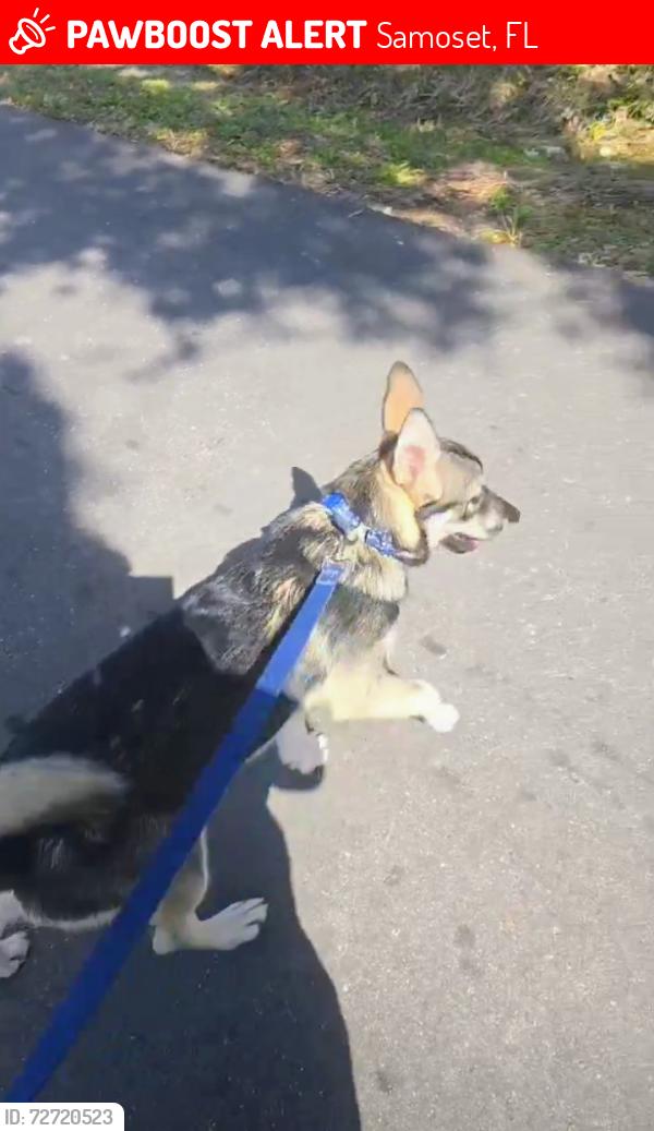 Lost Male Dog last seen 17th St ct e , Samoset, FL 34208