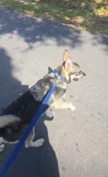 Lost Male Dog last seen 17th St ct e , Samoset, FL 34208
