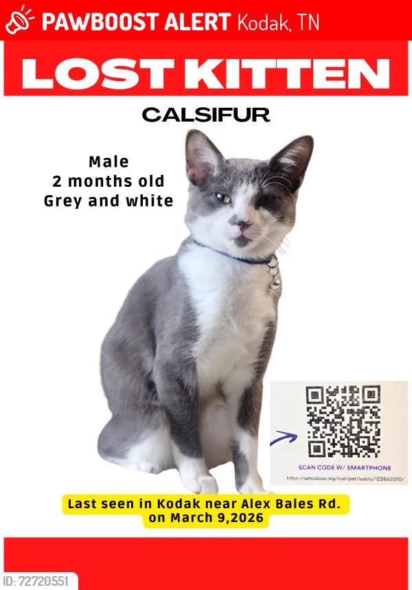 Lost Male Cat last seen Alex Bales Rd and Long Drive, Kodak, TN 37764
