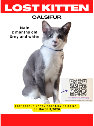 Lost Male Cat last seen Alex Bales Rd and Long Drive, Kodak, TN 37764