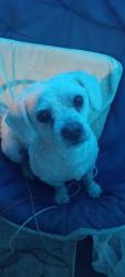 Found/Stray Male Dog last seen Near on foster rd, Portland, OR 97266