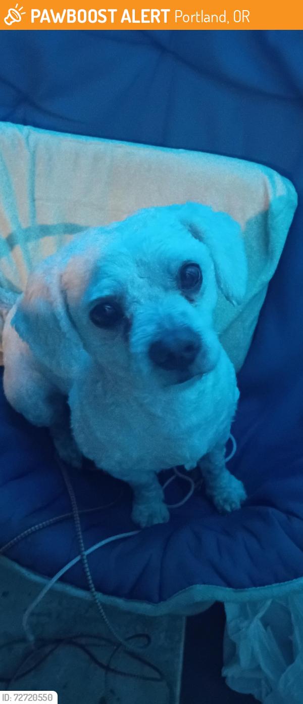 Found/Stray Male Dog last seen Near on foster rd, Portland, OR 97266