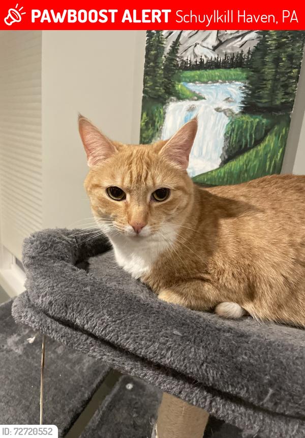 Lost Female Cat last seen St John Street, Schuylkill Haven, PA 17972