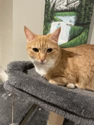 Lost Female Cat last seen St John Street, Schuylkill Haven, PA 17972
