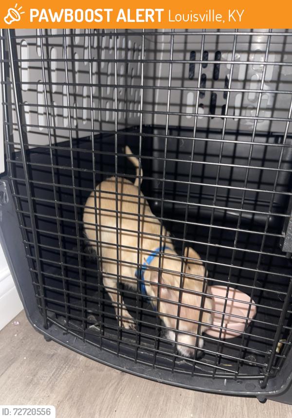 Found/Stray Male Dog last seen Near Dixie Hwy , Louisville, KY 40258