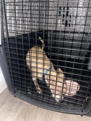 Found/Stray Male Dog last seen Near Dixie Hwy , Louisville, KY 40258