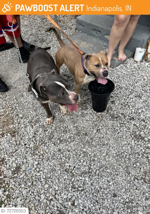 Found/Stray Male Dog last seen Keystone Ave & Raymond St, Indianapolis, IN 46203