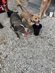 Found/Stray Male Dog last seen Keystone Ave & Raymond St, Indianapolis, IN 46203
