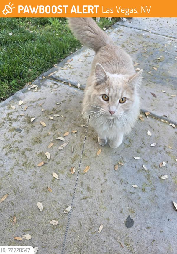 Found/Stray Unknown Cat last seen Xander 3000 Apts, Las Vegas, NV 89129