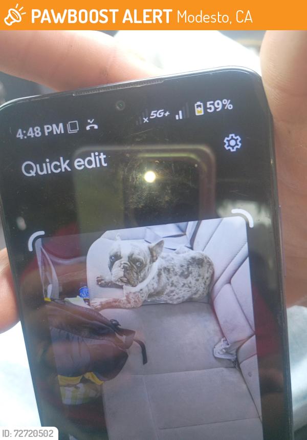Found/Stray Female Dog last seen Sylavan, Modesto, CA 95355