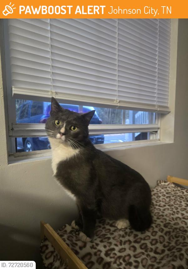 Found/Stray Male Cat last seen Near Reeser road, Johnson city, Johnson City, TN 37601