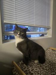 Found/Stray Male Cat last seen Near Reeser road, Johnson city, Johnson City, TN 37601