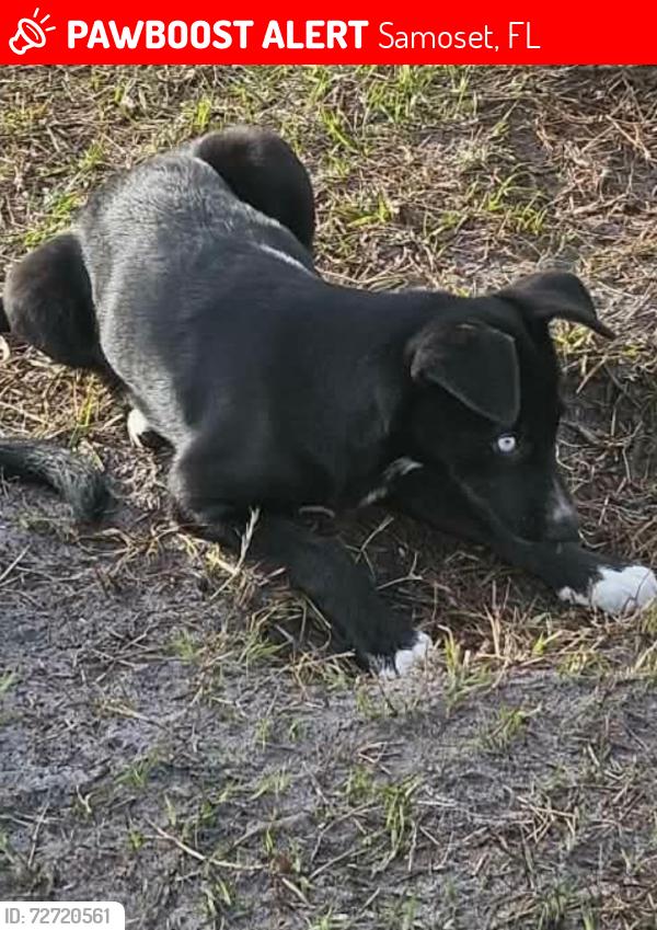 Lost Female Dog last seen 17th St ct e , Samoset, FL 34208