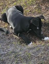 Lost Female Dog last seen 17th St ct e , Samoset, FL 34208