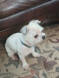 Lost Male Dog last seen Scenic oaks neighborhood, Buda, TX 78610