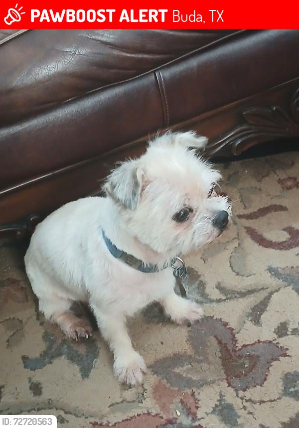 Lost Male Dog last seen Scenic oaks neighborhood, Buda, TX 78610