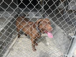 Found/Stray Unknown Dog last seen Delta Ave, Rosemead, CA 91770