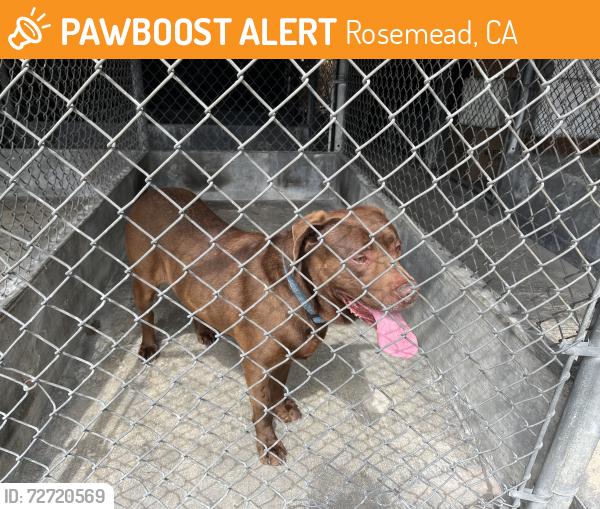 Found/Stray Unknown Dog last seen Delta Ave, Rosemead, CA 91770