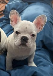 Lost Female Dog last seen Aetna way and loupe street , San Jose, CA 95121