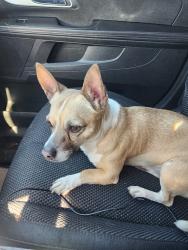 Found/Stray Male Dog last seen Bamberger and Meramac, St. Louis, MO 63116