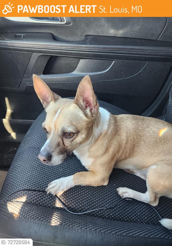 Found/Stray Male Dog last seen Bamberger and Meramac, St. Louis, MO 63116