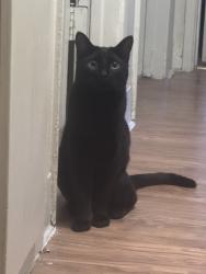 Found/Stray Male Cat last seen Casa Moreno Restaurant/Downtown Covina area, Covina, CA 91723