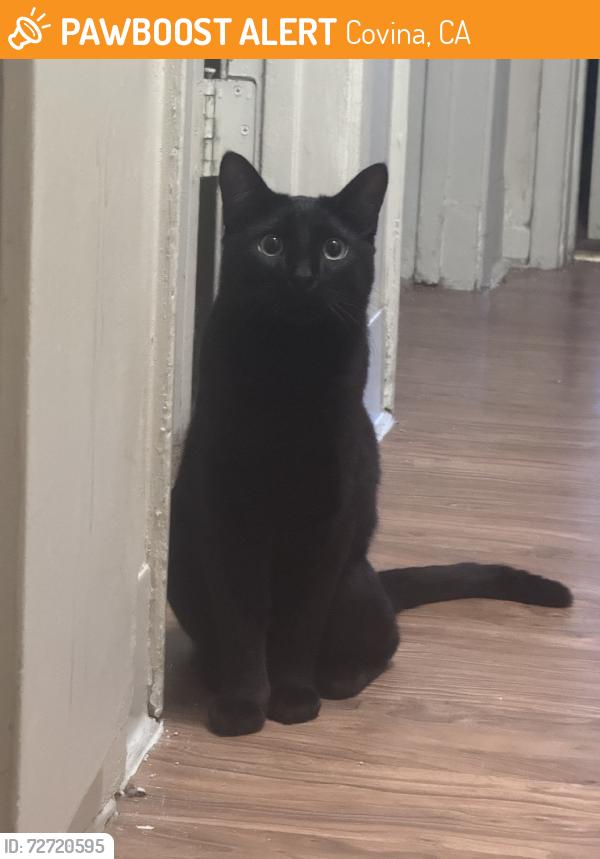 Found/Stray Male Cat last seen Casa Moreno Restaurant/Downtown Covina area, Covina, CA 91723