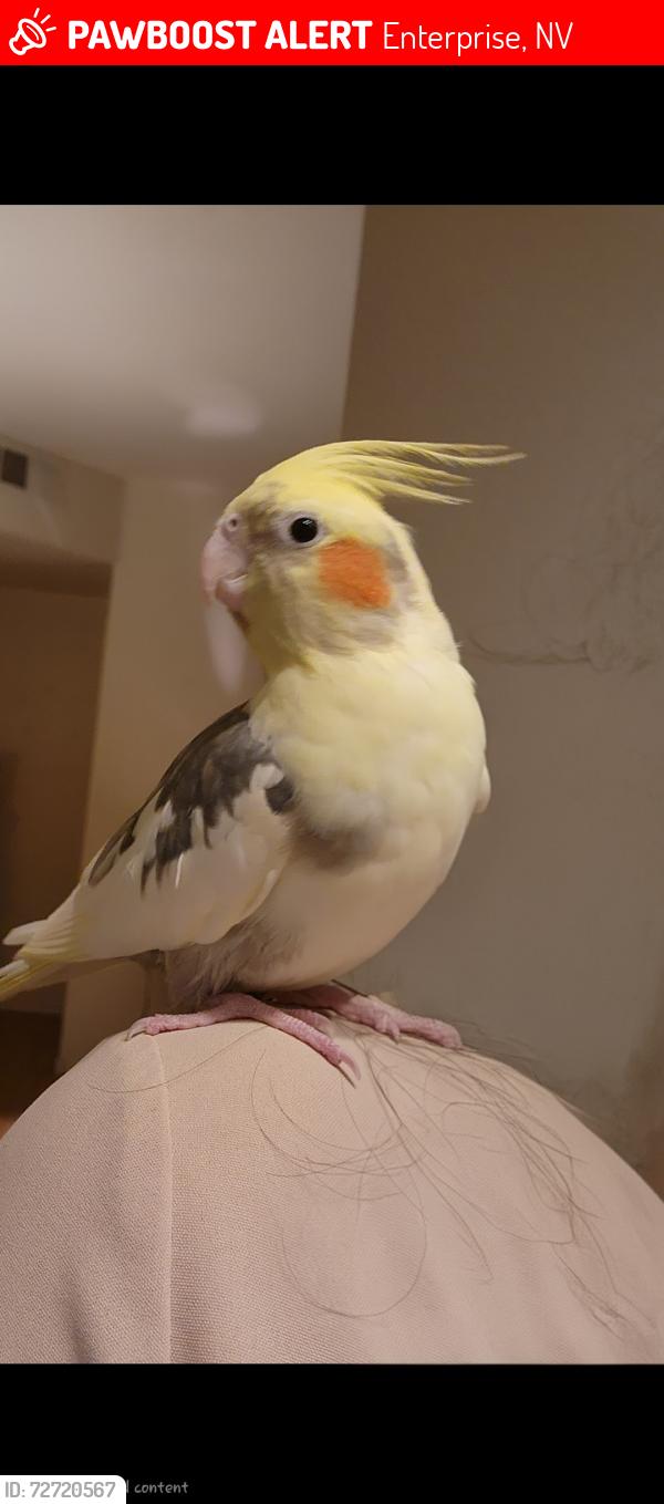 Lost Male Bird last seen Plantain Lily Ave, Enterprise, NV 89183