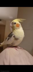 Lost Male Bird last seen Plantain Lily Ave, Enterprise, NV 89183