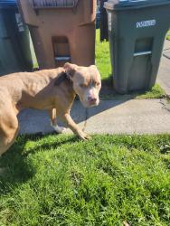 Found/Stray Female Dog last seen S Asotin and 38th, Tacoma, WA 98418