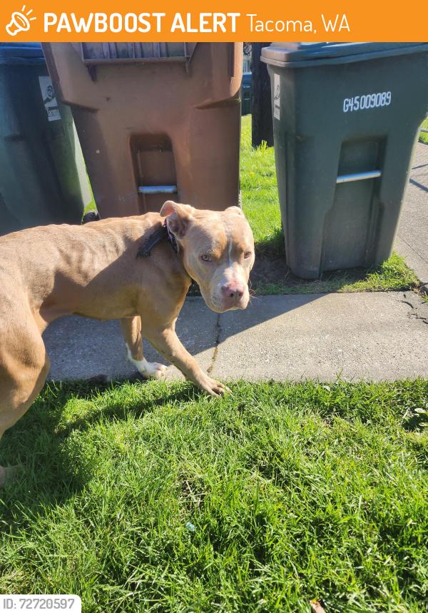 Found/Stray Female Dog last seen S Asotin and 38th, Tacoma, WA 98418