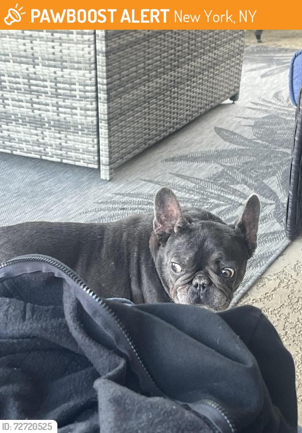 Found/Stray Female Dog last seen Park Row/Park Ten, New York, NY 10007