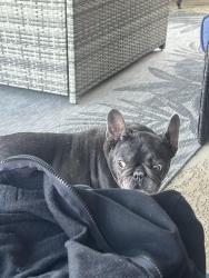 Found/Stray Female Dog last seen Park Row/Park Ten, New York, NY 10007