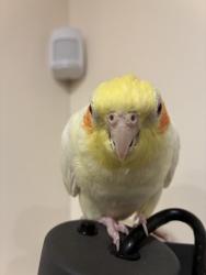 Lost Female Bird last seen East oshawa / harmony rd N, Oshawa, ON L1K 1S2