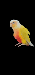 Lost Unknown Bird last seen Everett Alvarez Area, Salinas, CA 93906